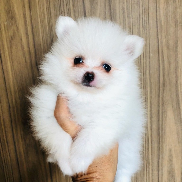 Filhote de Sptiz branco